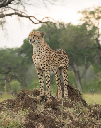 Courtney Dalziel Cheetah On Termite 1 2 Courtney Dalziel Cheetah On Termite 1 2