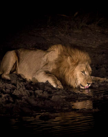 10Franscois Rosslee Lion01