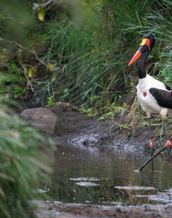 05Mike Palmer Saddle B Stork 050416 1