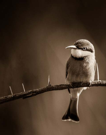 01Mike Palmer Bee Eater 300416 01Mike Palmer Bee Eater 300416