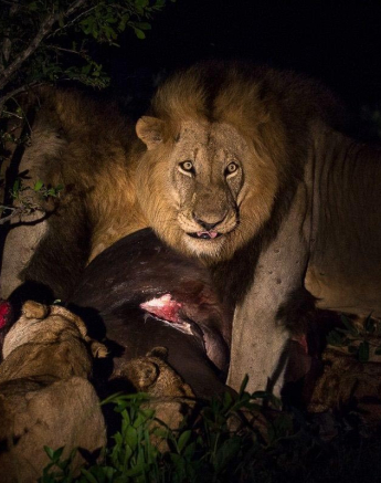 02Franscois Rosslee Lions Final 02Franscois Rosslee Lions Final