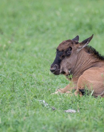 28Franscois Rosslee GNU Final 28Franscois Rosslee GNU Final