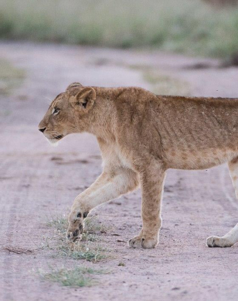 04Terry Ennever Sparta 21317 3 Final 04Terry Ennever Sparta 21317 3 Final
