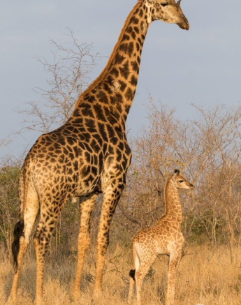 33Franscois Rosslee Giraffe 03092017 Final 33Franscois Rosslee Giraffe 03092017 Final