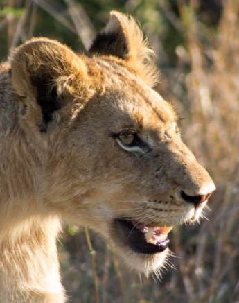 16Frederik Aucamp LIONS 0 Final