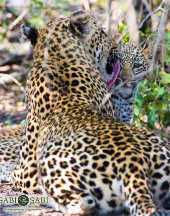 36Greg Heasman Female Leopard Cub Little Bush Female 31 03 18 7 Final 36Greg Heasman Female Leopard Cub Little Bush Female 31 03 18 7 Final
