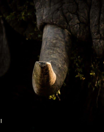 02Kevan Dobbie Elephant Tusk 240118 Final