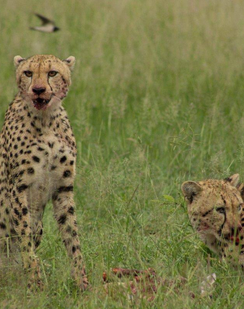 27Tyron Vd Walt Cheetah 2 Final 27Tyron Vd Walt Cheetah 2 Final