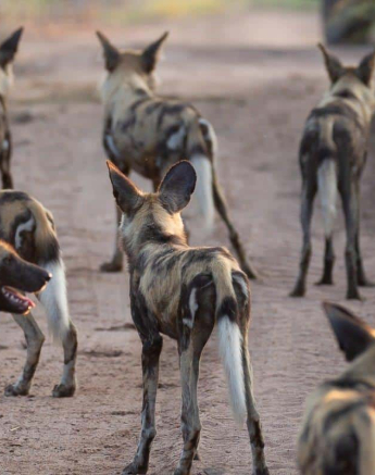 21Louise Murray Wild Dogs 28022019 3 Final 21Louise Murray Wild Dogs 28022019 3 Final
