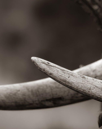 21Kevan Dobbie Elephant Tusk 030219 Final 21Kevan Dobbie Elephant Tusk 030219 Final