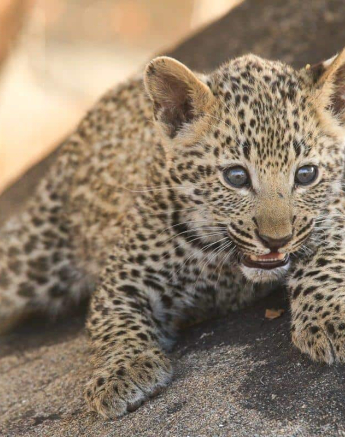 06Ally Ross 20190727 Kigelias Cub 04 Normal Res Final 06Ally Ross 20190727 Kigelias Cub 04 Normal Res Final