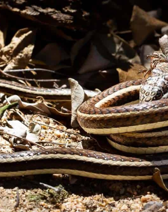 02Amy Leigh Western Yellow Bellied Sand Snake 2 090920 Final 02Amy Leigh Western Yellow Bellied Sand Snake 2 090920 Final