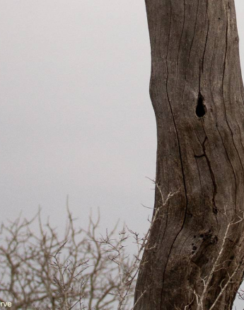 10Amy Leigh Dead Tree Hole Final 10Amy Leigh Dead Tree Hole Final