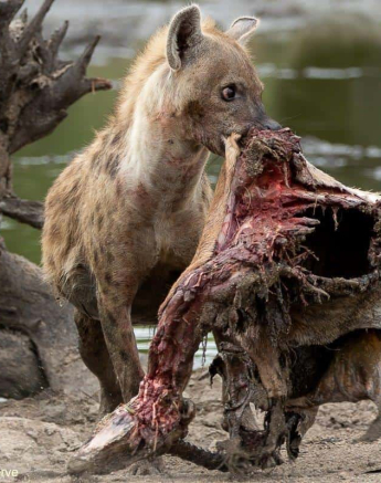 39Tyron Van Der Walt Hyena 101120  Final 39Tyron Van Der Walt Hyena 101120  Final