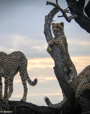 38Ruth Berning 3 Cheetah 25032021 3 Final 38Ruth Berning 3 Cheetah 25032021 3 Final