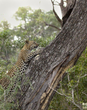 14Erin Herbst Ntsumi Cub 1 170521 Final