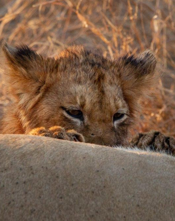 A12Amy Leigh Lion Styx 1 080821 Final