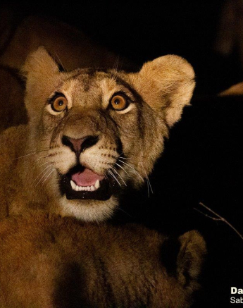 A23Daniel Greyvenstein Styx Pride Blue Wildebeast Kill 200526 2 Final