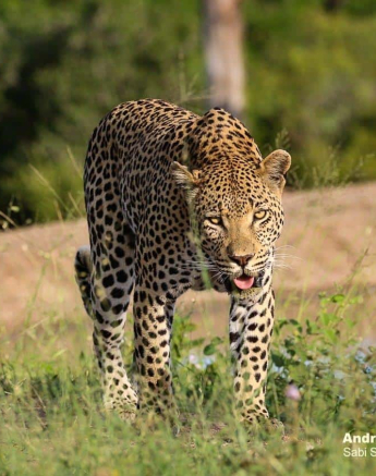 32andries Ndlovu Leopard Whitedam 01.01.20 3 Final 32andries Ndlovu Leopard Whitedam 01.01.20 3 Final