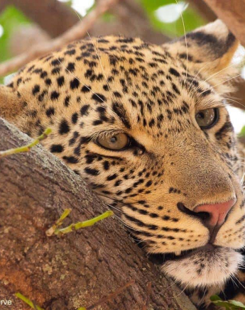 32andries Leopard.schotiacub 220720 2 Final