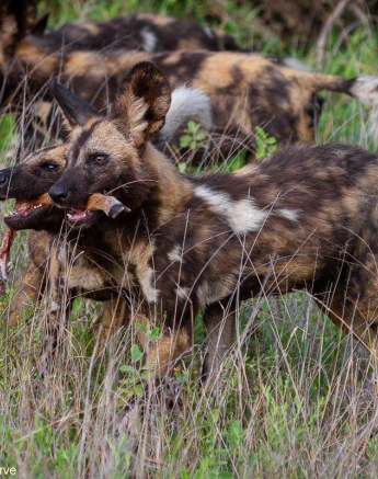 A16Daniel Greyvenstein Wild Dogs 171122 3 Final A16Daniel Greyvenstein Wild Dogs 171122 3 Final