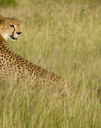 Cheetahgrass Cheetahgrass