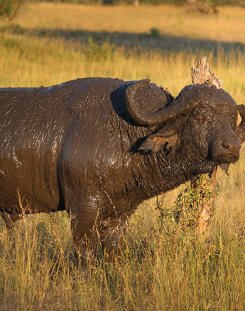 Mud Buffalo