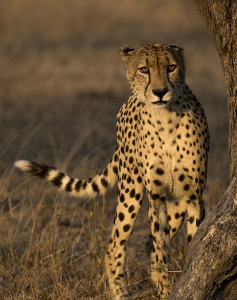 12Kyle M Cheetah 3 12Kyle M Cheetah 3