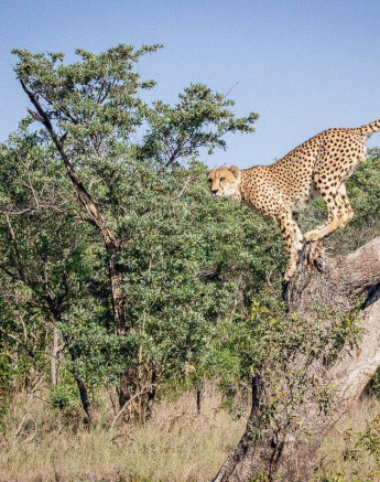 18Dylan Leo Smith Cheetah1 18Dylan Leo Smith Cheetah1