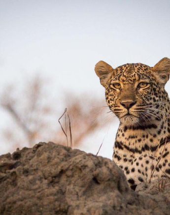 13Franscois Rosslee Hlarulini 1 Of 1