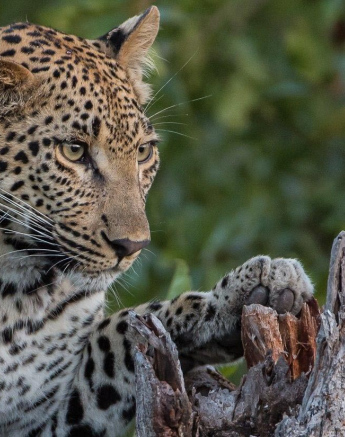 24Terry Ennever LBC Cub 8417 Final 24Terry Ennever LBC Cub 8417 Final