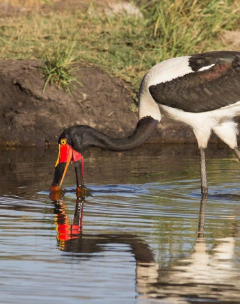 08Franscois Rosslee SBStork Final