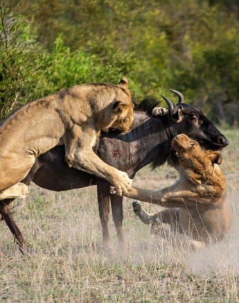 05Kevin Van Der Linde Lion Kill 19122018 4 Final 05Kevin Van Der Linde Lion Kill 19122018 4 Final