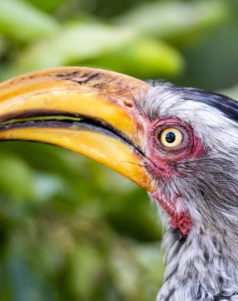 03Kevin Van Der Linde Southern Yellow Billed Hornbill Blog 8 Final