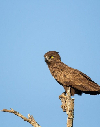 26Frederik Aucamp Brown Snake Eagle 27 02 2019 Final 26Frederik Aucamp Brown Snake Eagle 27 02 2019 Final