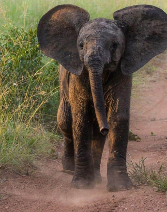 32Kevan Dobbie Elephant 260319 Final