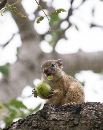 02Frederik Aucamp Tree Squirrel 03 03 2019 1 Final 02Frederik Aucamp Tree Squirrel 03 03 2019 1 Final