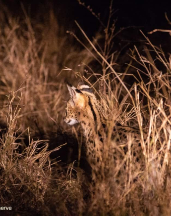 03Frederik Aucamp Serval 23 10 2019 1 Final