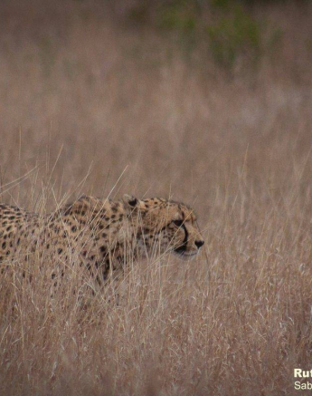 30Ruth Berning Cheetah Male 16092020 2 Final 30Ruth Berning Cheetah Male 16092020 2 Final