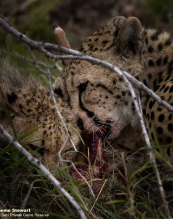 15Graeme Stewart Cheetah 211120 Final 15Graeme Stewart Cheetah 211120 Final