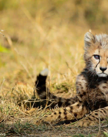 A40Ally Ross 20211020 Cheetah Cub 02 Final A40Ally Ross 20211020 Cheetah Cub 02 Final