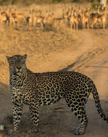 16Kevan Dobbie Kashan 21.06.5 Final