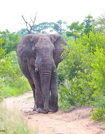 01andries Ndlovu Elephant 12.1.20 Final 01andries Ndlovu Elephant 12.1.20 Final