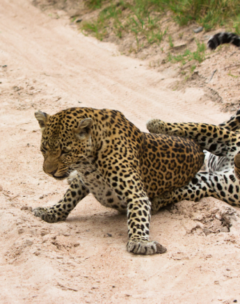 Leopards 2 Leopards 2