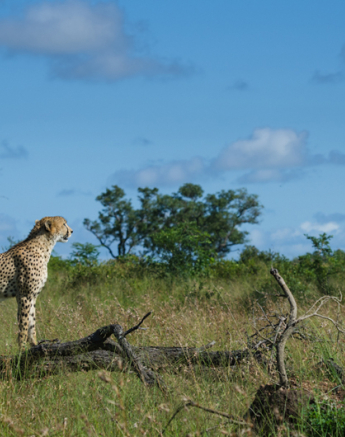 Cheetahlandscape Cheetahlandscape