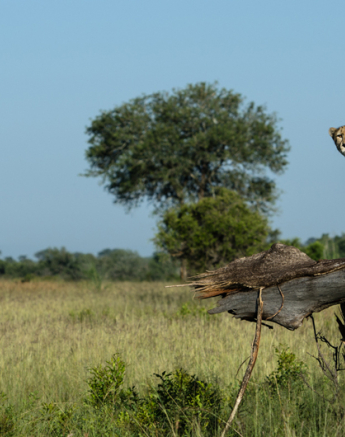 Cheetah Rich 2 Cheetah Rich 2