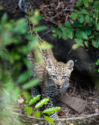 Leopard Cub 8 Leopard Cub 8