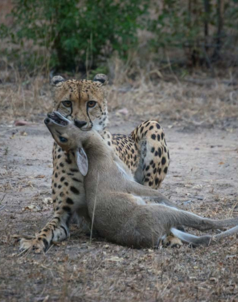 13Courtney Dalziel CHEETAH KILL A 2 13Courtney Dalziel CHEETAH KILL A 2