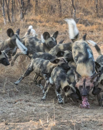 01Courtney Dalziel Wild Dog01 01Courtney Dalziel Wild Dog01