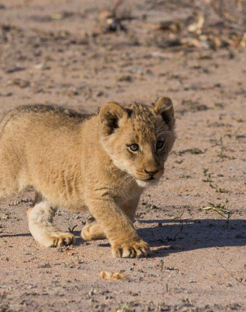 13Franscois Rosslee Cub2 1 Of 1 13Franscois Rosslee Cub2 1 Of 1